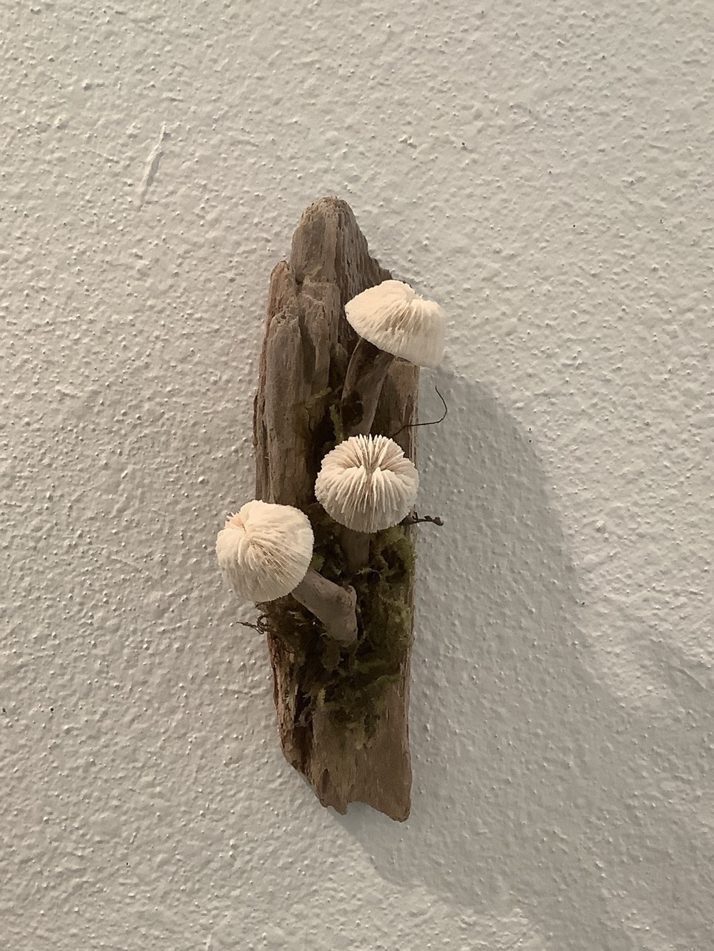 Driftwood Art, Driftwood and Coral Mushrooms, Mushroom Art, Coastal Art